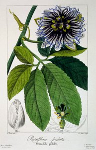 Passiflora pedata, eller Passion Flower, 1836 (håndfarget gravering)